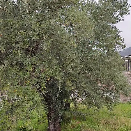 Holiday home Casa Jabero Nivar